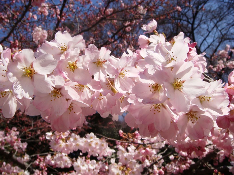 桜花見