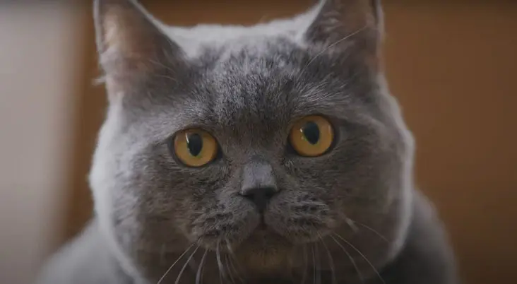 21cmサランラップ切りたい猫と女性は誰 評判は 石山蓮華 れんげ 電線愛 マリ子の部屋へ